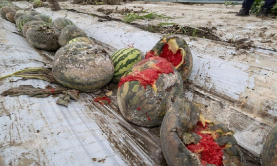 지난주 기록적인 폭우로 물에 잠긴 전북 익산시 망성면 시설하우스에 18일 수박이 깨져 나뒹굴고 있다. 익산시 제공